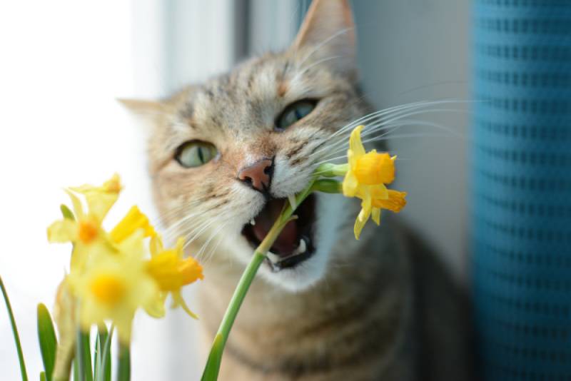 Why Do Cats Like Eating Flowers? 4 Vet-Reviewed Reasons