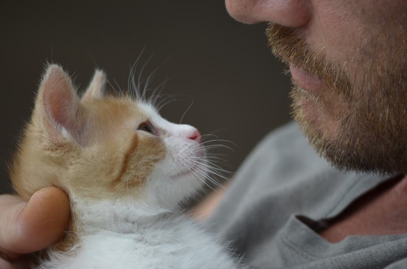 Can My Cat Smell Other Cats on Me? Vet-Reviewed Facts & FAQ