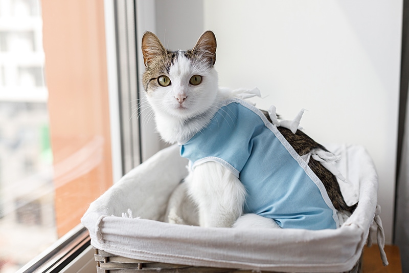 How Long Will It Take to Spay a Cat? Vet-Reviewed Facts
