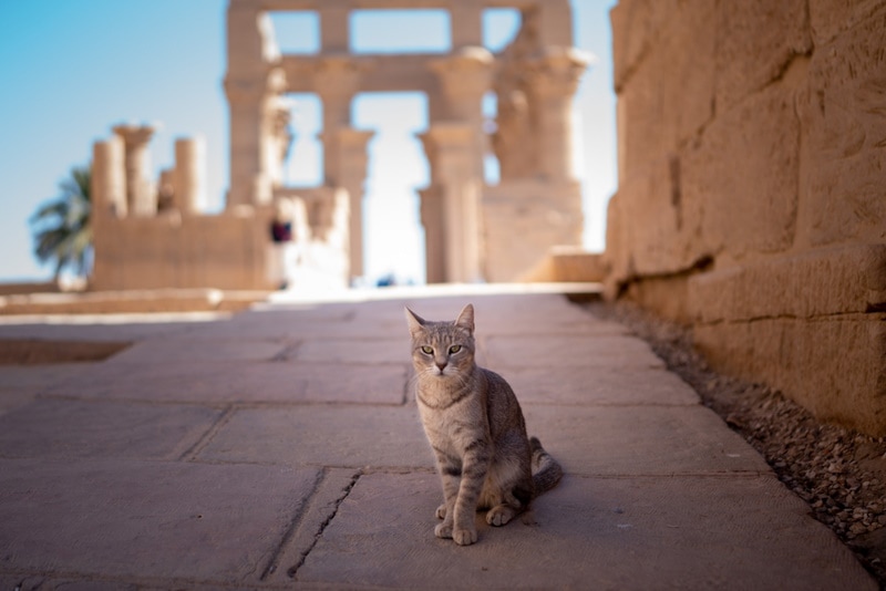 7 Egyptian Cat Breeds (With Info & Pictures)