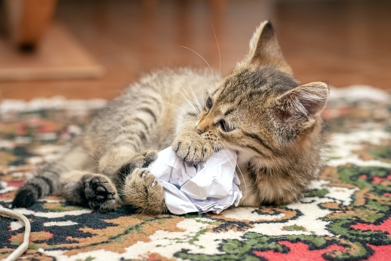 Pica in Cats: Our Vet Explains Causes, Signs & Treatments