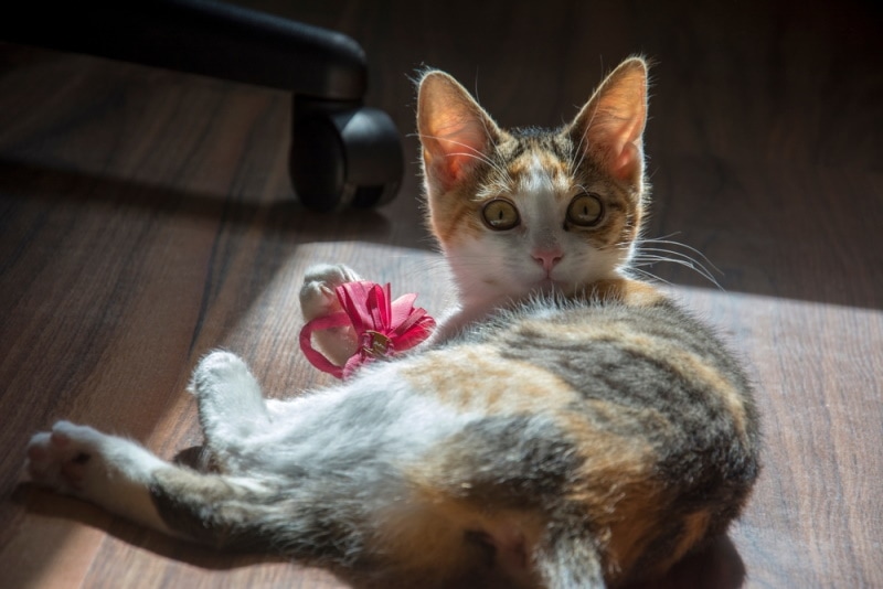 Why Do Cats Like Hair Ties? 6 Likely Reasons & Risks to Consider