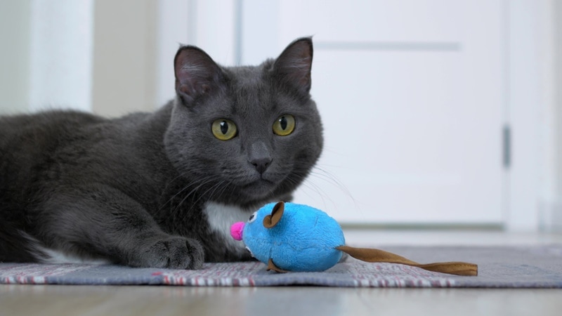 How to Get Your Cat to Play by Itself: 7 Expert Tips & Tricks