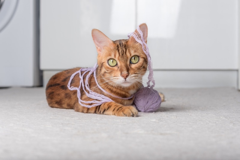 Household Items Cats Like to Play With When Out of Toys: 13 Safe Options