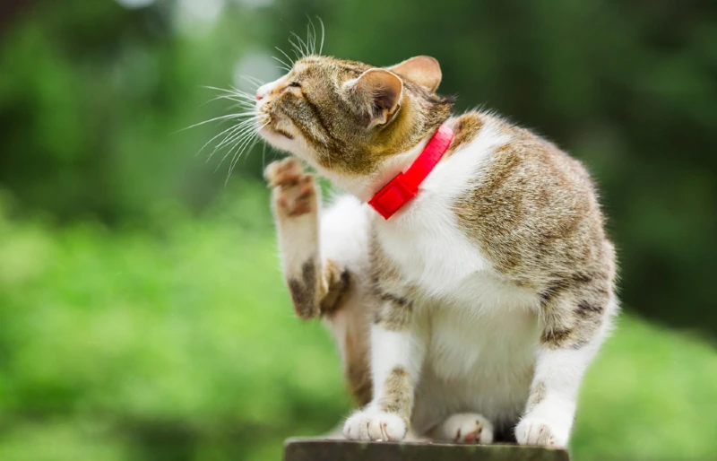 Itchy Pet Awareness Month 2026: Purpose & Ways to Celebrate