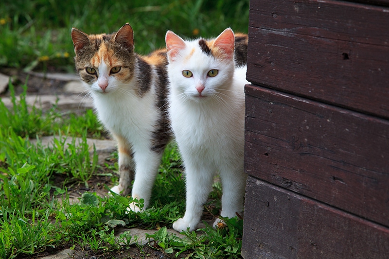 How Do Indoor & Outdoor Cats Get Worms? Vet-Reviewed Ways