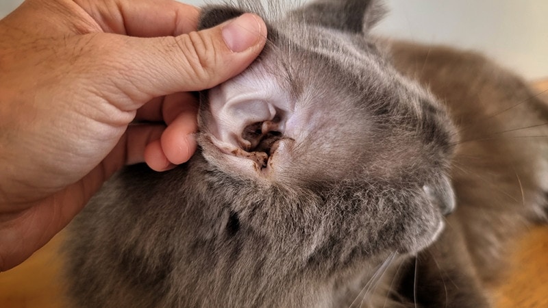 Ear Infections in Cats - Vet Reviewed Causes, Signs & Treatments