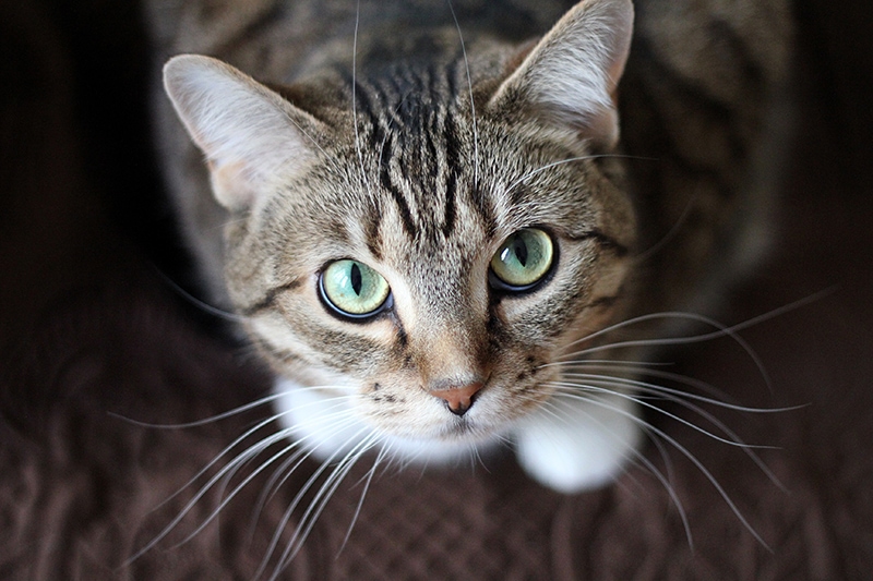 Do Cat Whiskers Grow Back? Vet Reviewed Facts & FAQ