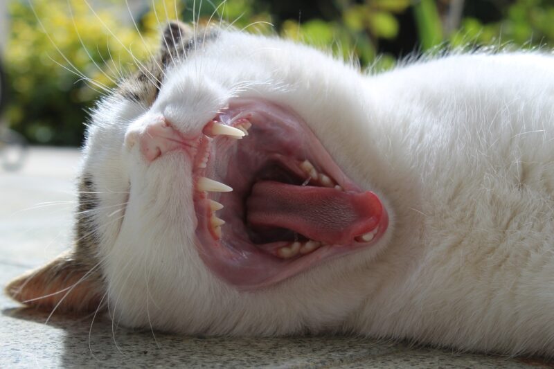 What Is the Jacobson's Organ (Vomeronasal Organ) in Cats? Vet-Verified Facts