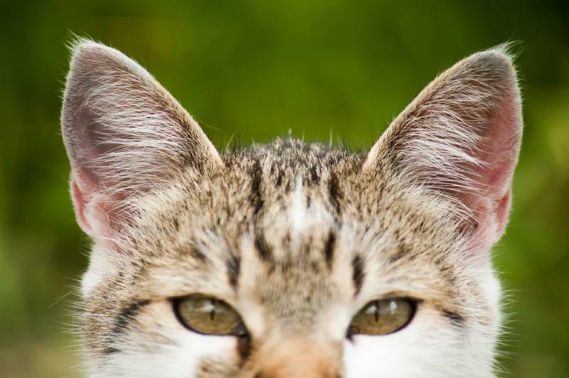 My Cat’s Ears Are Cold: Vet Reviewed Causes & Warming Tips