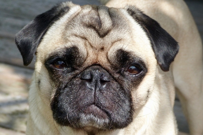Why Do Pugs Have Flat Faces? (Vet Reviewed Facts & FAQs)