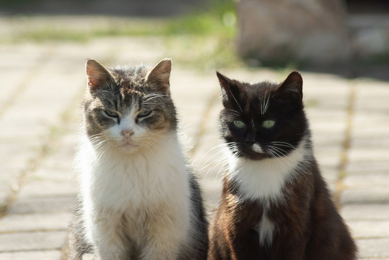 When Is Global Cat Day? 2026 Update & Ways to Celebrate It