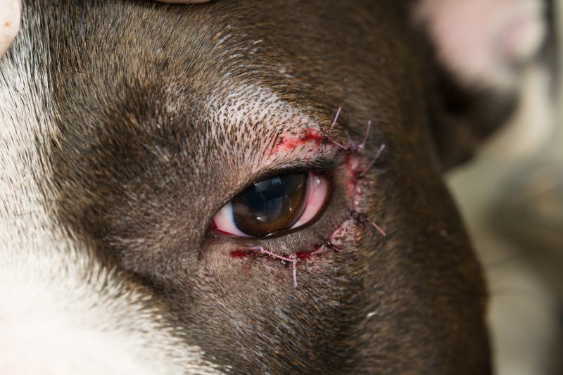 What Is the Cost of Entropion Surgery for Dogs? 2026 Price Update