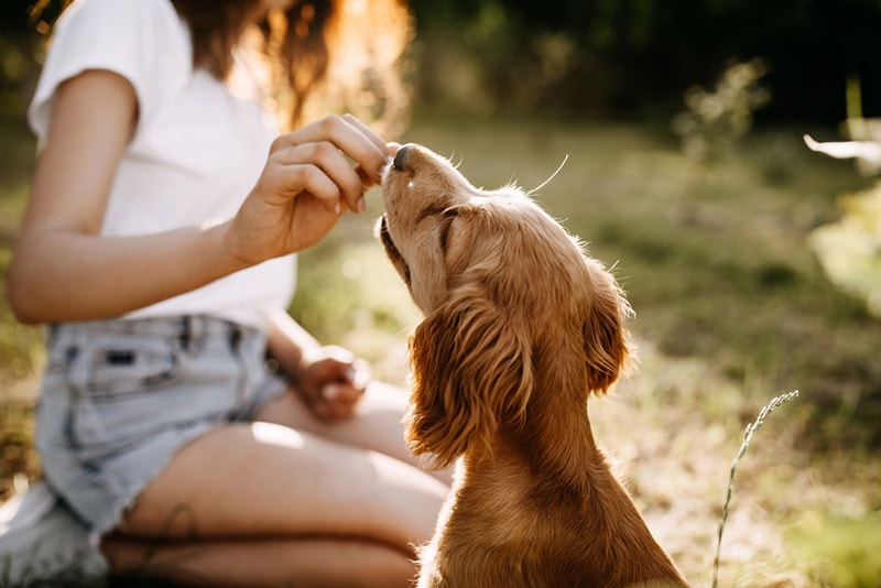 cocker spaniel dog getting treat
