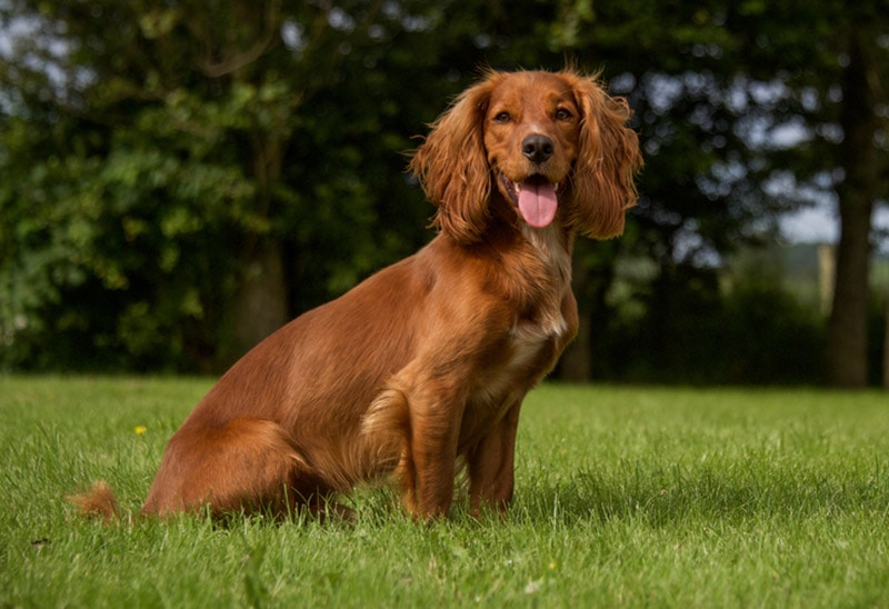How Long Do Cocker Spaniels Live? Vet Reviewed Lifespan, Data & Care