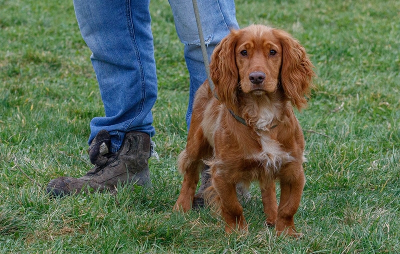 Are Cocker Spaniels Smart? Signature Traits & Training