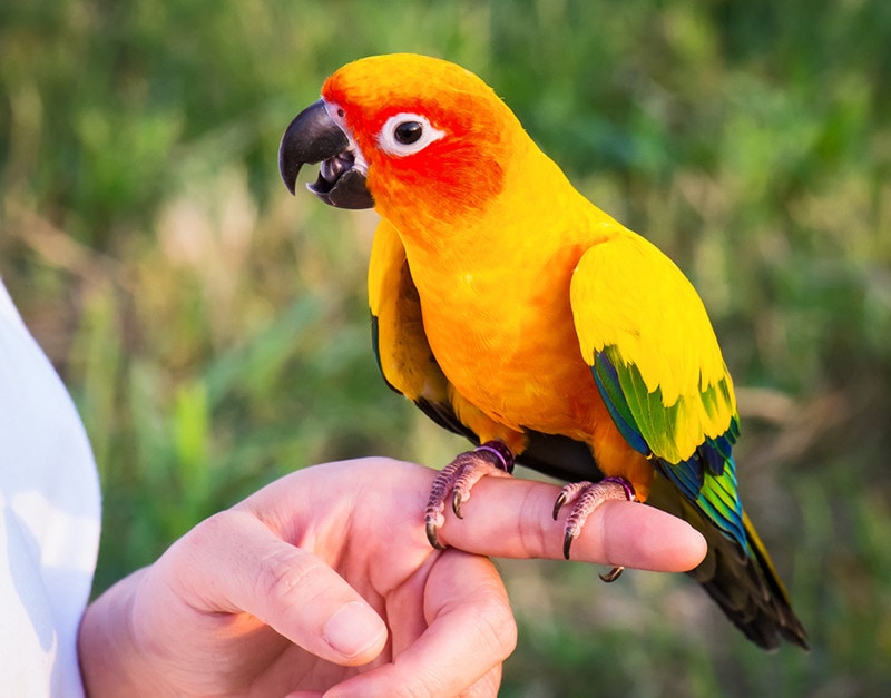 10 Friendliest Pet Birds for Loving Pet Parents (With Pictures)