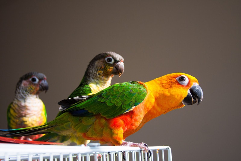 How Much Do Pet Birds Cost? 2026 Price Guide