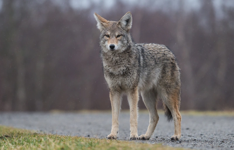 Is a Coyote a Type of Wild Dog? How to Tell Them Apart