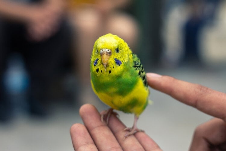 8 Great Parrots for Apartments: Info, Pictures & History