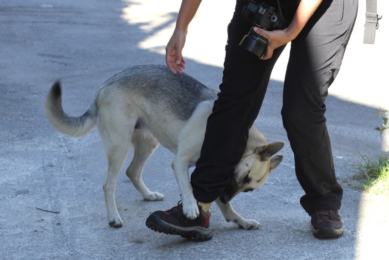 Dog Bite Prevention Week: When It Is & How It’s Celebrated