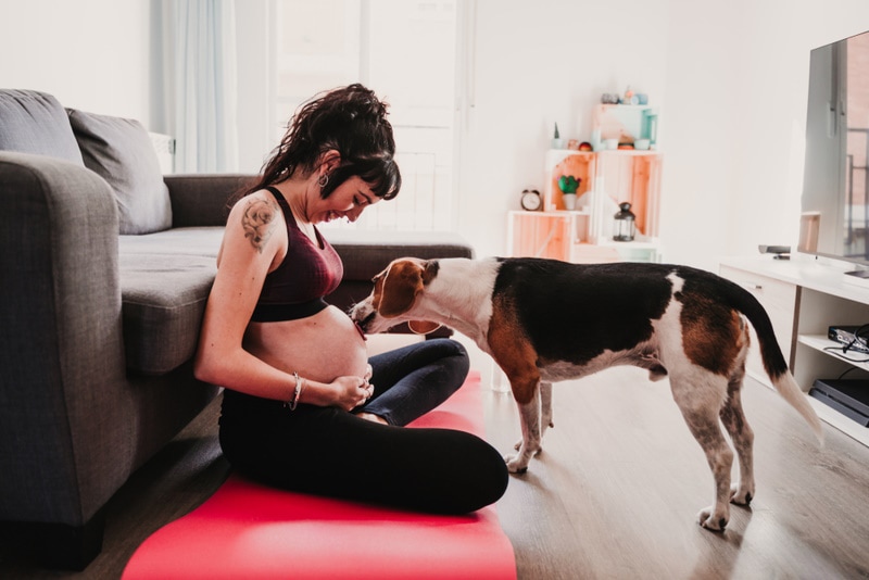 Why Does My Dog Lick My Belly Button? 9 Likely Reasons