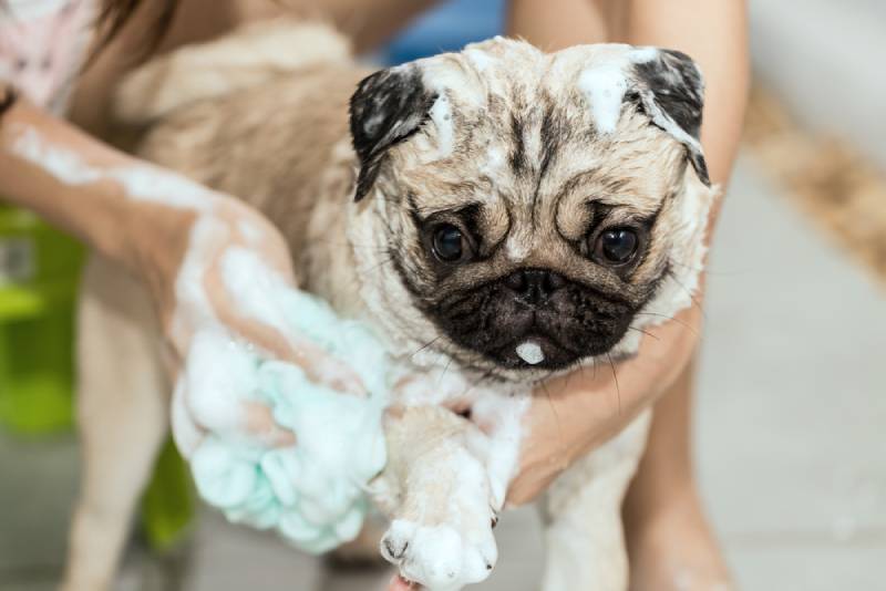 How Often Should I Bathe My Pug? 6 Vet-Approved Bathing Tips