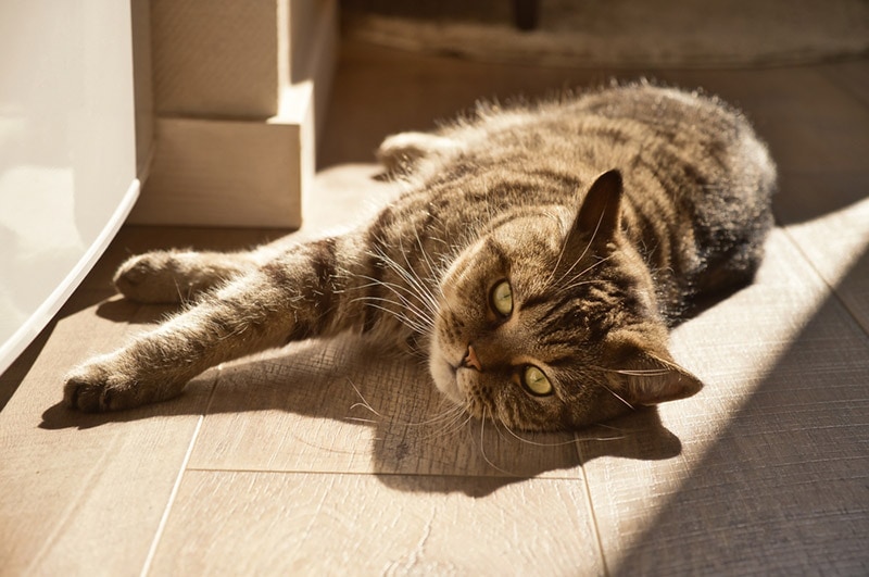 Why Do Cats Love to Sunbathe? Our Vet Explains the Reasons, Dangers, & FAQ