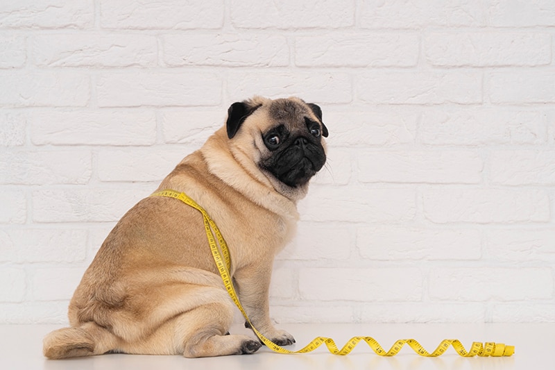 How to Help a Pug Lose Weight: 7 Vet Approved Tips