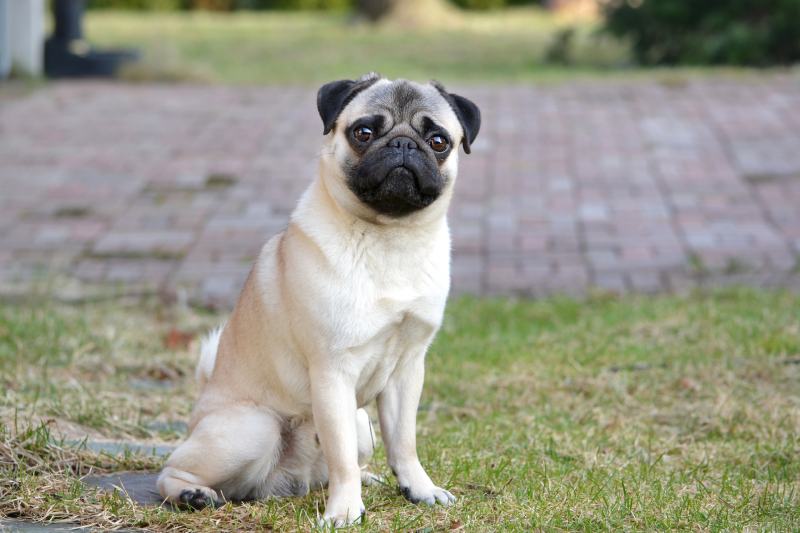 How Smart Are Pugs? Understanding Dog Breed Intelligence
