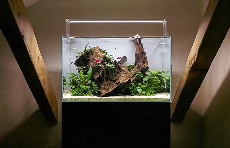 How to Apply an Aquarium Background (5 Easy Methods)