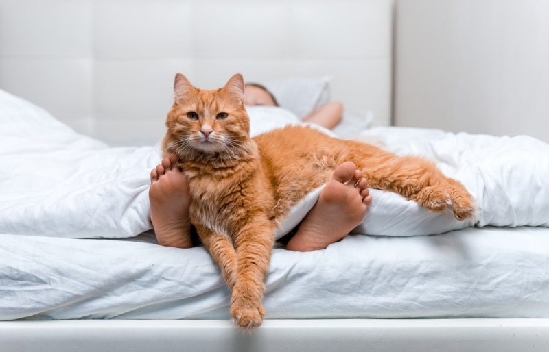 Why Do Cats Like Feet? 6 Likely Reasons