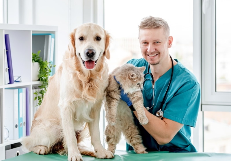 What Tools Does a Veterinarian Use? Our Vet Explains