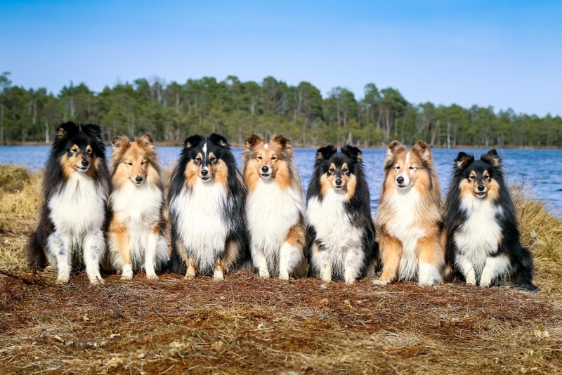 8 Amazing Shetland Sheepdog Sheltie Haircuts (With Pictures)