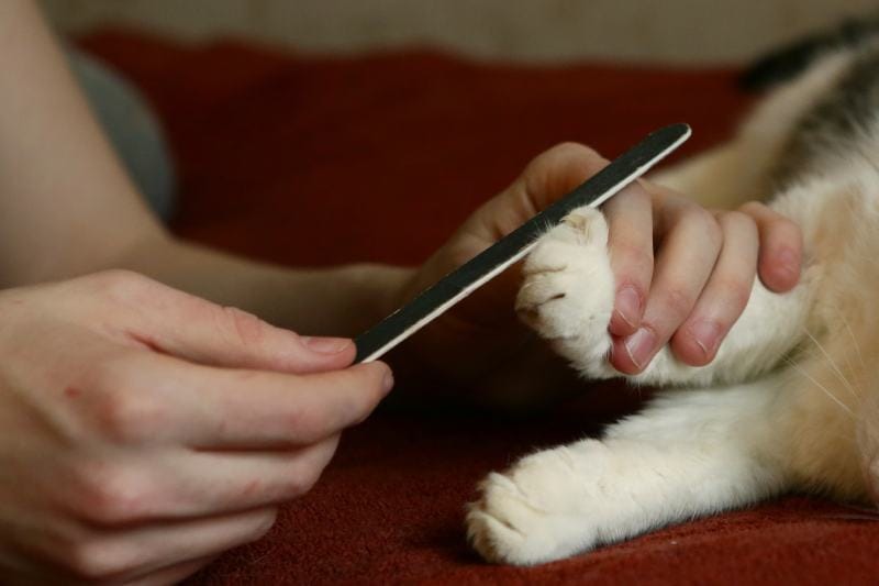 Why Do Cats Like Nail Files? 10 Likely Reasons