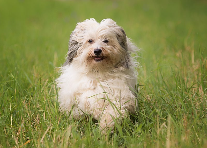 10 Dogs That Are Similar to Shih Tzus: Pictures, Facts & History