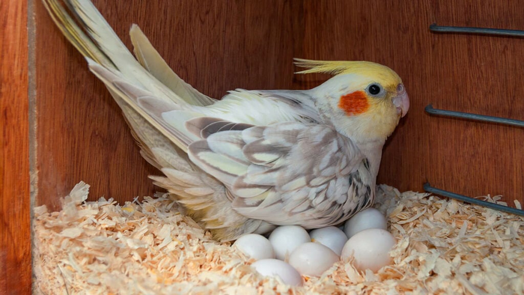 How Long Does It Take a Cockatiel Egg to Hatch? Vet-Approved Facts