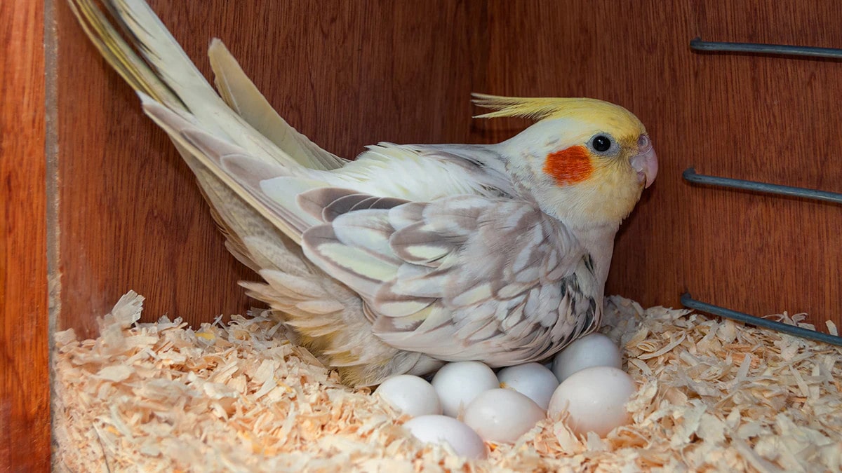 How Many Eggs Do Cockatiels Lay? Vet-Verified Facts