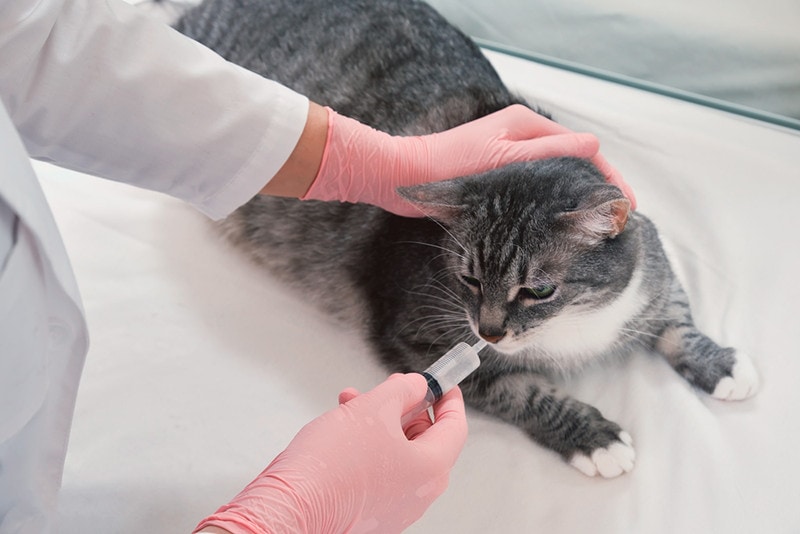 Can You Use Dog Dewormer on Cats? Vet Reviewed Explanation