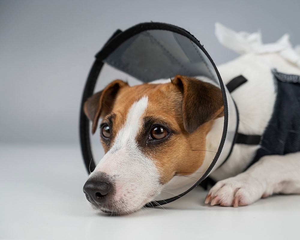 What Is the Cost of Hernia Surgery for Dogs? Factors to Consider