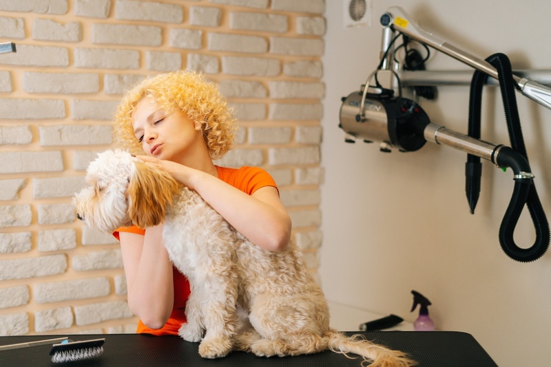 labradoodle dog grooming