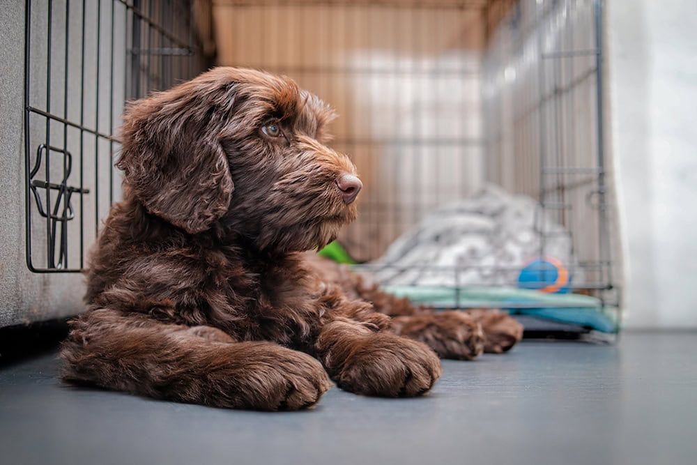 Dog Crate vs. Kennel: The Differences (With Pictures)