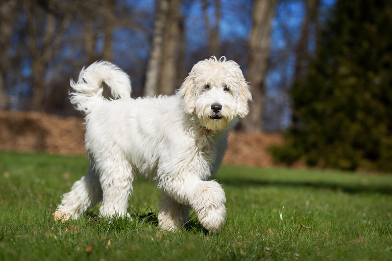 Why Is My Dog Pacing? 15 Vet-Reviewed Reasons & What to Do
