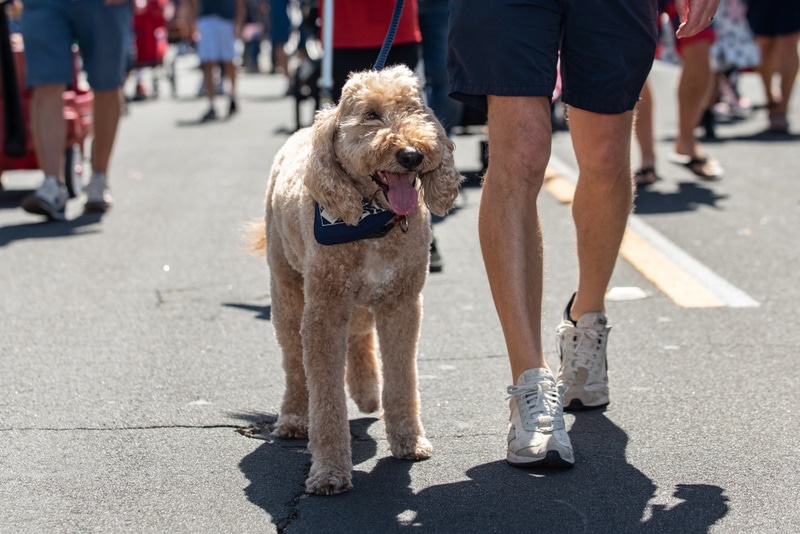 Can Labradoodles Be Service Dogs? Vet Approved Facts & FAQ