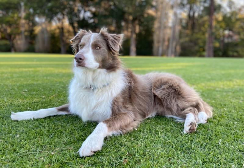 Border Collie Hip Dysplasia: Signs, Causes & Care (Vet Answer)