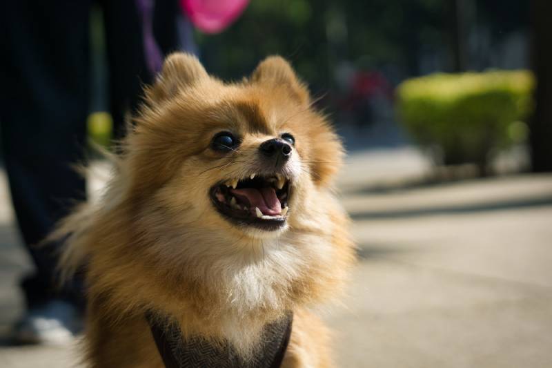 The 10 Dog Breeds That Bark the Most: Info, Temperament & Pictures