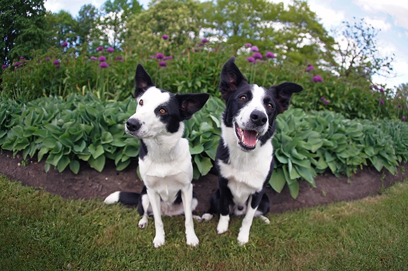 Are Dogs Usually Monogamous? Science, Facts, & FAQ