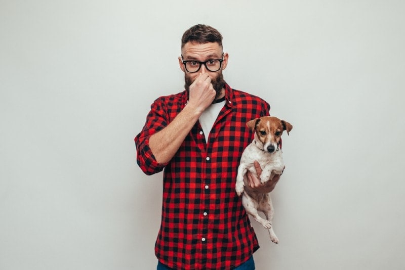 How to Get Rid of Dog Smell in the House: 9 Methods That Work