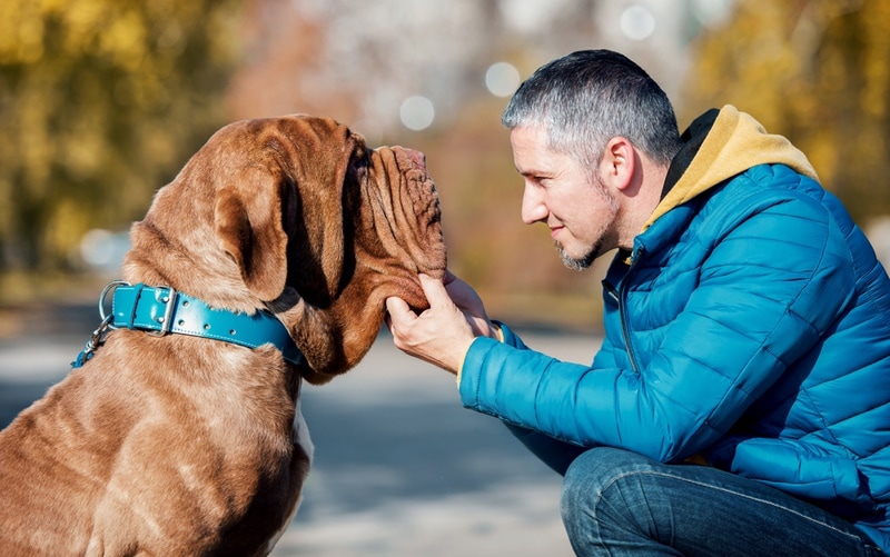 How to Groom a Mastiff: 8 Expert Tips