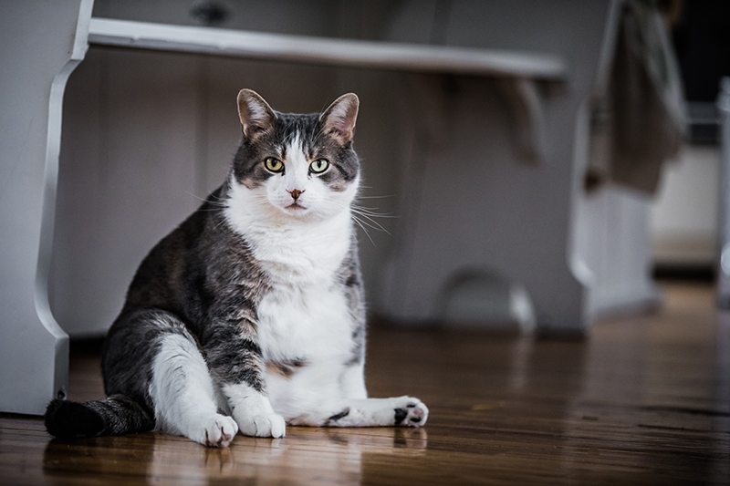National Pet Obesity Awareness Day 2026: When Is It & How Is It Celebrated? (Vet-Verified)
